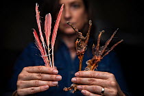 Portrait of Christina Romagosa, Research Assistant Professor, University of Florida, holding a feet and feathers of a Roseate spoonbill (Platalea ajaja) found in the stomach of a Burmese python (Pytho...