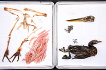 Stomach contents of Burmese pythons (Python bivittatus) are separated and laid out on sheets in order to identify them. Some of the contents seen here from varying snakes are Roseate spoonbill, Pied b...