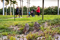 Burrowing owls (Athene cunicularia) in a park with family in the background. Florida, USA, August.