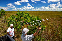 Nathan Schwartz, and Avishka Godahewa, wildlife researchers for the University of Florida track an adult female Argentine black and white tegu (Salvator merianae), invasive species. Florida, USA, Augu...