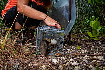 Cotton rat (Sigmodon hispidus) being released from a trap used to capture invasive Tegus, Florida, USA. August 2018.