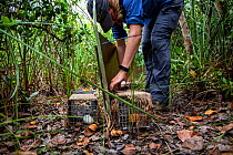 Graduate student and biological technician Sarah Cooke of the University of Florida baits an Argentine black and white tegu (Salvator merianae) trap with an egg, and a potato (so that in the event tha...