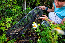 Graduate student and biological technician Emily Gati of the University of Florida, preparing to release a juvenile Argentine black and white tegu (Salvator merianae) from a trap. Florida, USA. Tegus...