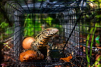 Argentine black and white tegu (Salvator merianae) juvenile, caught in a trap set by the University of Florida. Florida, USA. Tegus are an invasive species in Florida. August 2018.