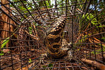 Argentine black and white tegu (Salvator merianae) caught in a trap set by the University of Florida, Florida, USA. Tegus are an invasive species in Florida. August 2018.