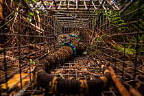 Argentine black and white tegu (Salvator merianae) caught in a trap set by the University of Florida, Florida, USA. Tegus are an invasive species in Florida. August 2018.