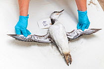 Dead guillemot is photographed before it is investigated by researchers. A number of dead guillemots t washed up along the Dutch North sea coast in January / February 2019
