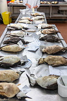 Dead guillemots that have washed up along the Dutch North sea coast in January / February 2019 prepared for an investigation by researchers at the Universities of Utrecht and Wageningen.Netherlands. F...