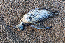 A dead guillemot washed up at the beach of Texel in the Netherlands. An estimated number of 20.000 guillemots died in January/February 2019 in the Netherlands. The cause is being investigated by scien...