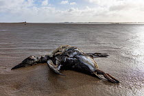 Dead guillemot washed up at the beach of Texel in the Netherlands. An estimated number of 20.000 guillemots died in January/February 2019 in the Netherlands. The cause is being investigated by scienti...