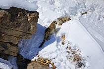 Snow leopard (Panthera uncia) female (hiding below the rock) with her two juveniles, in Spiti Valley, Cold Desert Biosphere Reserve, Himalaya, Himachal Pradesh, India, March