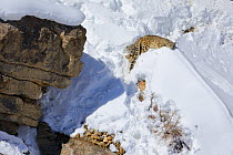 Snow leopard (Panthera uncia) female (hiding below the rock) with her two juveniles resting in snow, in Spiti Valley, Cold Desert Biosphere Reserve, Himalaya, Himachal Pradesh, India, March