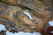 Snow leopard (Panthera uncia) female with her two juveniles resting in a cliff cave, Spiti Valley, Cold Desert Biosphere Reserve, Himalaya, Himachal Pradesh, India, March