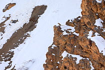 Snow leopard (Panthera uncia) female in distance on snow, in Spiti Valley, Cold Desert Biosphere Reserve, Himalaya, Himachal Pradesh, India, March