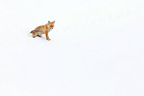 Red Fox (Vulpes vulpes) in the snow around Kibber, in Spiti Valley, Cold Desert Biosphere Reserve, Himalaya, Himachal Pradesh, India, March