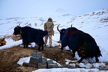 Shepherd with Domestic yak (Bos grunniens) in Kibber village in Spiti Valley, Cold Desert Biosphere Reserve, Himalaya, Himachal Pradesh, India, March