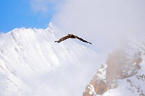 Golden Eagle (Aquila chrysaetos) in flight in Spiti Valley, Cold Desert Biosphere Reserve, Himalaya, Himachal Pradesh, India, March