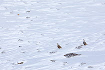 Himalayan snowcock (Tetraogallus himalayensis) in a mountain slope at 4,400 meters, Spiti Valley, Cold Desert Biosphere Reserve, Himalaya, Himachal Pradesh, India, March