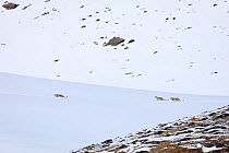 Snow leopard (Panthera uncia) female with her two juveniles walking in snow, in Spiti Valley, Cold Desert Biosphere Reserve, Himalaya, Himachal Pradesh, India, March