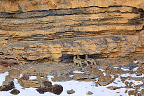 Snow leopard (Panthera uncia) female with her two juveniles, sniffing a territorial mark in a rock, in Spiti Valley, Cold Desert Biosphere Reserve, Himalaya, Himachal Pradesh, India, March
