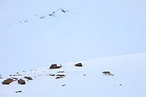 Snow leopard (Panthera uncia) walking in snow, in Spiti Valley, Cold Desert Biosphere Reserve, Himalaya