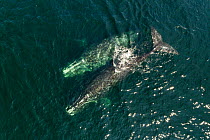 Aerial view of North Atlantic right whales (Eubalaena glacialis) at the surface of the Gulf of Saint Lawrence, Canada. .