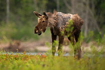 A young moose (Alces alces) with a condition known as &#39;ghost moose&#39; which is caused by heavy tick infestation, New Brunswick, Canada. August