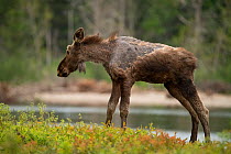 A young moose (Alces alces) with a condition known as &#39;ghost moose&#39; which is caused by heavy tick investations. New Brunswick, Canada. August