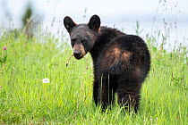A young black bear (Ursus americanus) feeding on Dandelions in Forillon National Park, Quebec, Canada. July