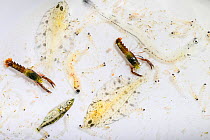 Larval American lobster (Homarus americanus) and various larval fish species obtained from a plankton sample in the Gulf of Saint Lawrence, Canada. June