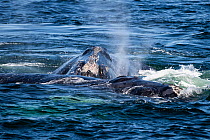 North Atlantic right whales (Eubalaena glacialis) socializing at the surface of the Gulf of Saint Lawrence, Canada. IUCN Status: Endangered. June
