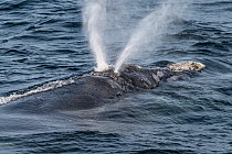 The unique v-shaped blow of a North Atlantic right whale (Eubalaena glacialis) created by the two nostrils being set at angles to eachother. Gulf of Saint Lawrence, Canada. IUCN Status: Endangered. Ju...