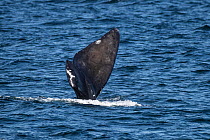 Severley damaged tail of North Atlantic right whale (Eubalaena glacialis), the result of a ship strike. Gulf of Saint Lawrence, Canada. IUCN Status: Endangered. August