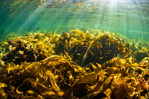 Juvenile Pollock (Pollachius virens) school within the protective fronds of kelp near Port Joli, Nova Scotia, Canada. August