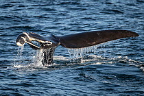 Severley damaged tail of North Atlantic right whale (Eubalaena glacialis), the result of a ship strike. Gulf of Saint Lawrence, Canada. IUCN Status: Endangered. July