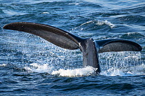 North Atlantic right whale (Eubalaena glacialis) tail fluke, diving to feed in the Gulf of Saint Lawrence, Canada. Endangered species. July