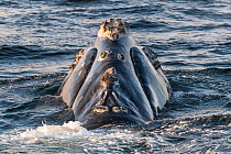 Head of a North Atlantic right whale (Eubalaena glacialis) showing callosities, patches of roughened skin that are unique to each whale. Gulf of Saint Lawrence, Canada. IUCN Status: Endangered. August