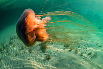 Lions mane jellyfish (Cyanea capillata) drifts in the current near Port Joli, Nova Scotia, Canada. July