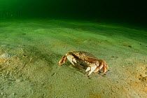 Rock crab (Cancer irroratus) off Nova Scotia, Canada. August