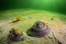 Northern moon snails (Euspira heros) move over a sandy bottom off Nova Scotia, Canada. August