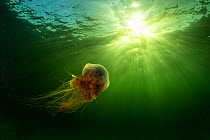 Lions mane jellyfish (Cyanea capillata) drifts in the current off Nova Scotia, Canada. July
