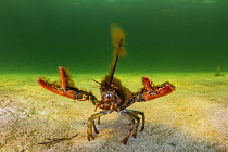 An Amerian lobster (Homarus americanus) in defensive posture off Nova Scotia, Canada. July