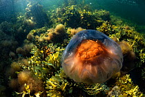 Lions mane jellyfish (Cyanea capillata) drifts over intertidal seaweeds off Nova Scotia, Canada. July