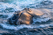 Head of a North Atlantic right whale (Eubalaena glacialis) showing callosities, patches of roughened skin that are unique to each whale. Gulf of Saint Lawrence, Canada. Endangered. July