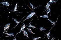 Live copepods (Calanus finmarchius) displayed on a microscope slide and photographed at the Bedford Institute of Oceanography, in Halifax, Nova Scotia, Canada.
