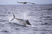 Atlantic bluefin tuna (Thunnus thynnus) jumping at surface after prey. Nova Scotia, Canada. October.