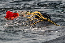 Fishing ropes wrap over the blowhole of a severely entangled North Atlantic right whale (Eubalaena glacialis) in the Gulf of Saint Lawrence, Canada. Fishing gear entanglement is a leading cause of dea...
