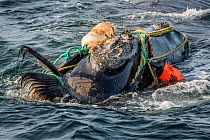 Fishing ropes wrap around the head and mouth, damaging the baleen of a severely entangled North Atlantic right whale (Eubalaena glacialis) in the Gulf of Saint Lawrence, Canada. Fishing gear entanglem...