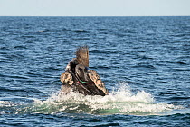 A North Atlantic right whale (Eubalaena glacialis) struggles to free itself from being entangled in fishing gear in the Gulf of Saint Lawrence, Canada. Fishing gear entanglement is a leading cause of...