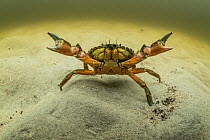 European green crab (Carcinus maenas), an invasive species in North America, Kejimkujik Seaside National Park, Nova Scotia, Canada. July.